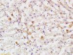 DEPTOR Antibody in Immunohistochemistry (Paraffin) (IHC (P))