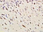 DEPTOR Antibody in Immunohistochemistry (Paraffin) (IHC (P))