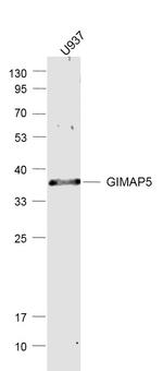 GIMAP5 Antibody in Western Blot (WB)