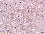 GPRIN1 Antibody in Immunohistochemistry (Paraffin) (IHC (P))