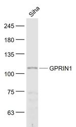 GPRIN1 Antibody in Western Blot (WB)