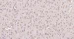 GPRIN3 Antibody in Immunohistochemistry (Paraffin) (IHC (P))