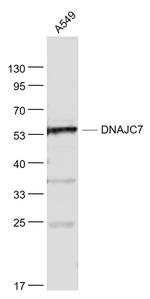 DNAJC7 Antibody in Western Blot (WB)