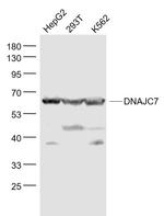 DNAJC7 Antibody in Western Blot (WB)