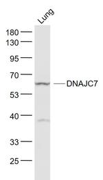 DNAJC7 Antibody in Western Blot (WB)