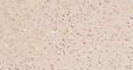 Peroxiredoxin 2 Antibody in Immunohistochemistry (Paraffin) (IHC (P))