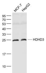 HDHD3 Antibody in Western Blot (WB)