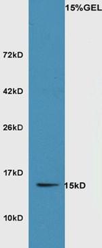 SRXN1 Antibody in Western Blot (WB)