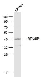NIMP Antibody in Western Blot (WB)