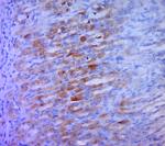 TMEM173 Antibody in Immunohistochemistry (Paraffin) (IHC (P))