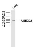 UBE2D2 Antibody in Western Blot (WB)