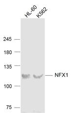 NFX1 Antibody in Western Blot (WB)