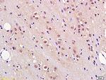 Fbxw7 Antibody in Immunohistochemistry (Paraffin) (IHC (P))