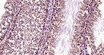 Fbx15 Antibody in Immunohistochemistry (Paraffin) (IHC (P))