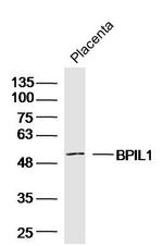BPIL1 Antibody in Western Blot (WB)