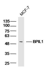 BPIL1 Antibody in Western Blot (WB)