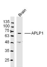 APLP1 Antibody in Western Blot (WB)