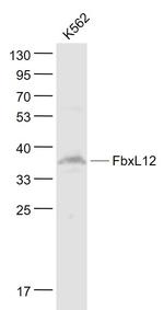 FbxL12 Antibody in Western Blot (WB)