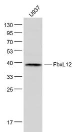 FbxL12 Antibody in Western Blot (WB)