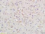 caspase-9 p10 Antibody in Immunohistochemistry (Paraffin) (IHC (P))