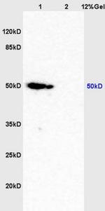 caspase-9 p10 Antibody in Western Blot (WB)