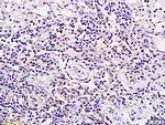 SPP24 Antibody in Immunohistochemistry (Paraffin) (IHC (P))