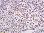 C23 Antibody in Immunohistochemistry (Paraffin) (IHC (P))