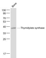 Thymidylate synthase Antibody in Western Blot (WB)