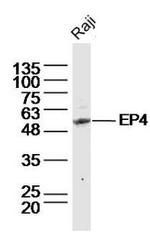 Prostaglandin E Receptor EP4 Polyclonal Antibody
