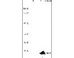 Ubiquityl-Histone H2A.X (Lys119) Antibody in Western Blot (WB)