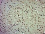 Etv5 Antibody in Immunohistochemistry (Paraffin) (IHC (P))