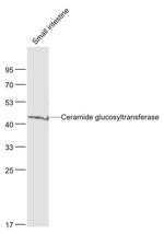 UGCG Antibody in Western Blot (WB)