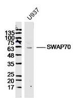 SWAP70 Antibody in Western Blot (WB)