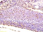 CRLF1 Antibody in Immunohistochemistry (Paraffin) (IHC (P))
