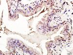 p53 FL-393 Antibody in Immunohistochemistry (Paraffin) (IHC (P))