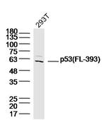 p53 FL-393 Antibody in Western Blot (WB)