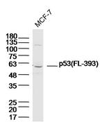 p53 FL-393 Antibody in Western Blot (WB)