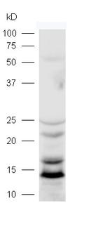 LC3 Antibody in Western Blot (WB)