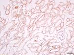 CD34 Antibody in Immunohistochemistry (Paraffin) (IHC (P))