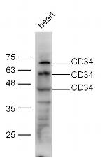 CD34 Antibody in Western Blot (WB)