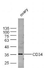CD34 Antibody in Western Blot (WB)