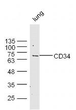 CD34 Antibody in Western Blot (WB)