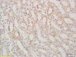 SARM1 Antibody in Immunohistochemistry (Paraffin) (IHC (P))