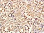 CECR1 Antibody in Immunohistochemistry (Paraffin) (IHC (P))