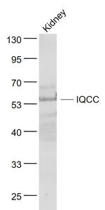 IQCC Antibody in Western Blot (WB)