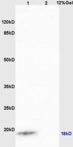 IQCJ Antibody in Western Blot (WB)