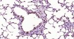 AKAP2 Antibody in Immunohistochemistry (Paraffin) (IHC (P))