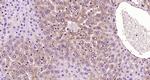 AKAP2 Antibody in Immunohistochemistry (Paraffin) (IHC (P))
