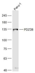 PDZD8 Antibody in Western Blot (WB)