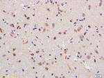 RGC32 Antibody in Immunohistochemistry (Paraffin) (IHC (P))